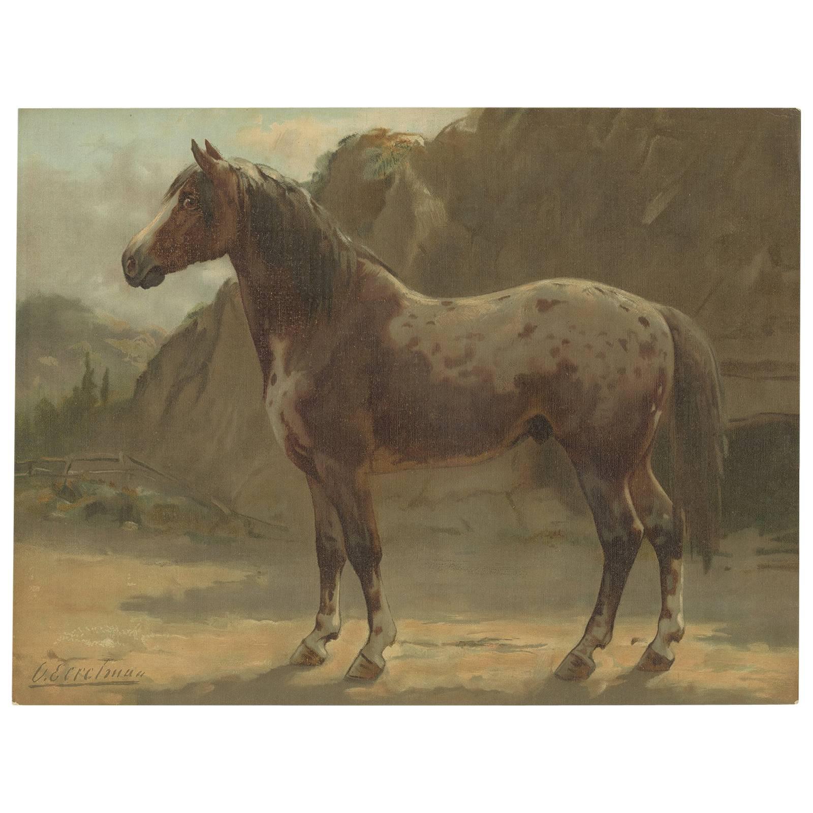 Antiker Druck des Pinzgauer-Pferdes von O. Eerelman, 1898