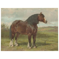 Antique Print of the Shire Horse by O. Eerelman, 1898