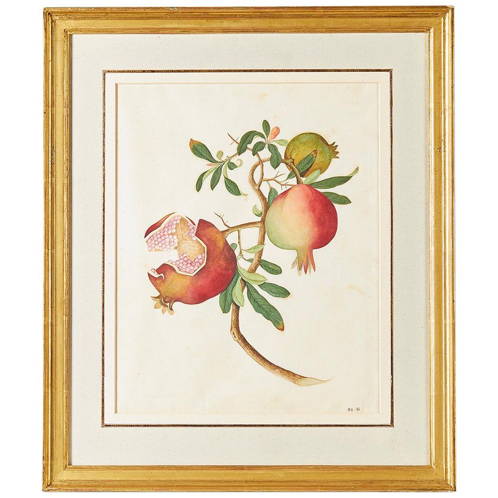 Chinese School Botanical Watercolor of a Pomegranate, circa 1790-1800