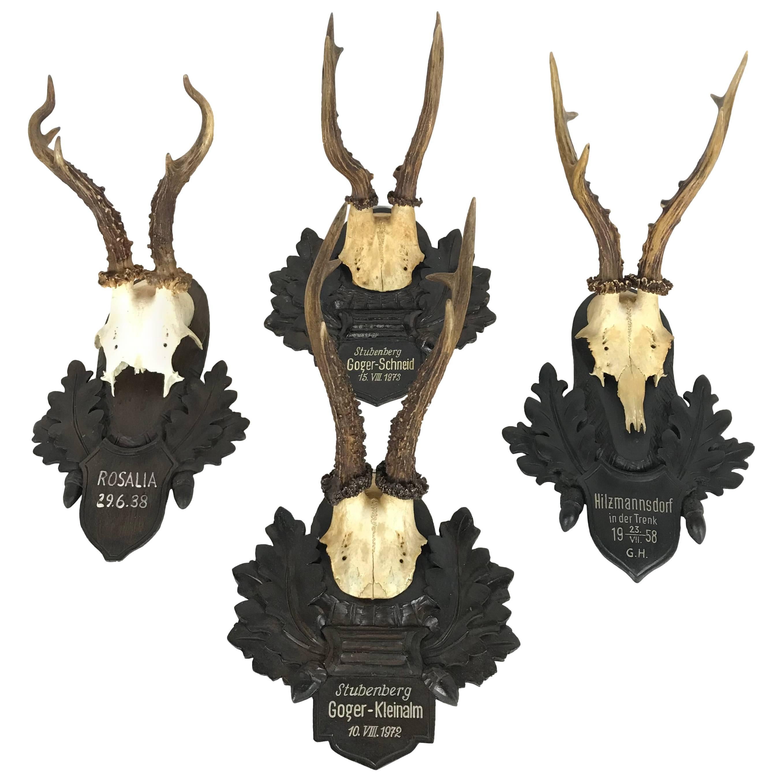 Collection of Four Alps Deer Antler Mounts on Hand-Carved Wood Plaques, Austria
