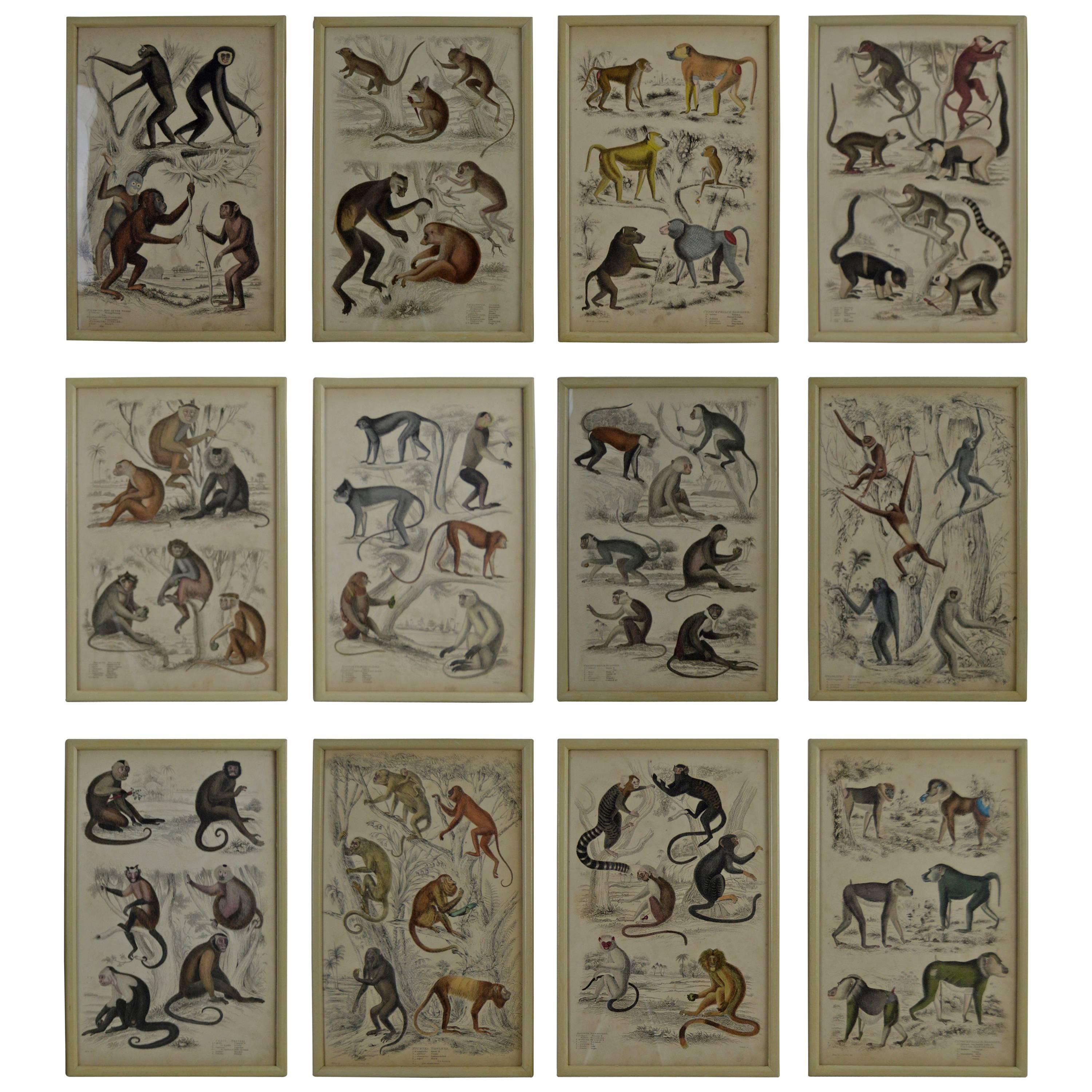 Set of 12 Antique Monkey Prints in Faux Ivory Frames, 1830s