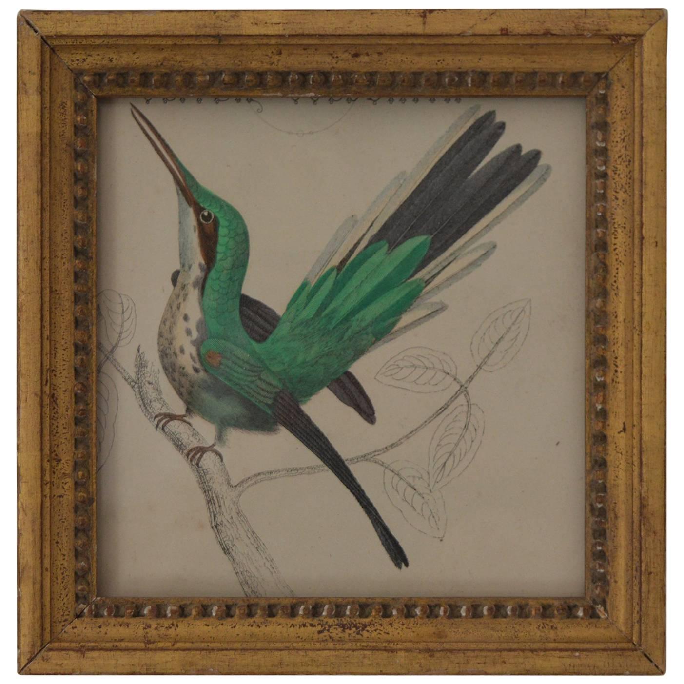 Original Antique Print of a Hummingbird, 1847