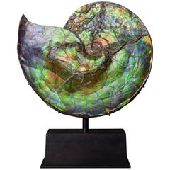 Dazzling Opalescent Gem Ammonite Fossil