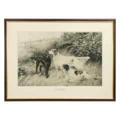 Setters, Hunting, Shooting Dod Picture