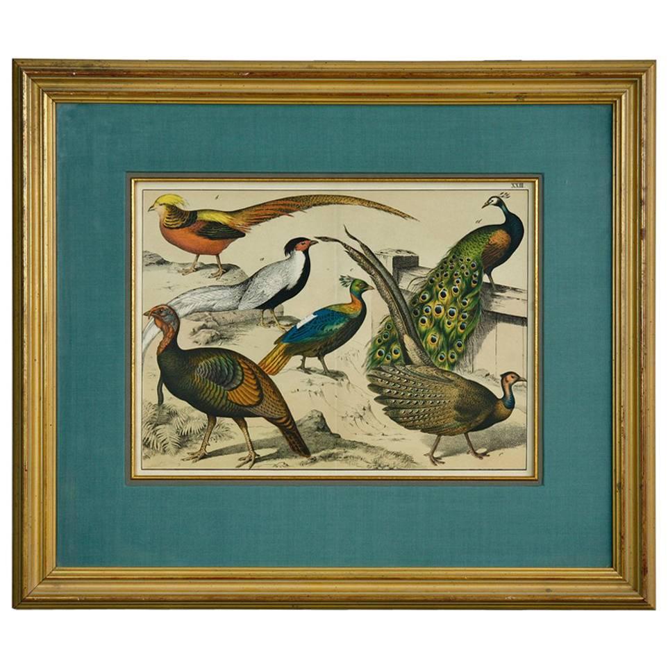 19th Century Hand-Colored Engraving Study of Peacocks