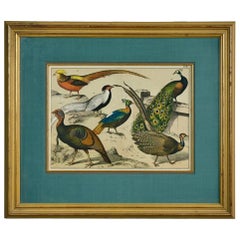 19th Century Hand-Colored Engraving Study of Peacocks