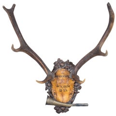 Antique 19th Century Austrian Red Stag Trophy of Emperor Franz Josef, Original Hunt Horn