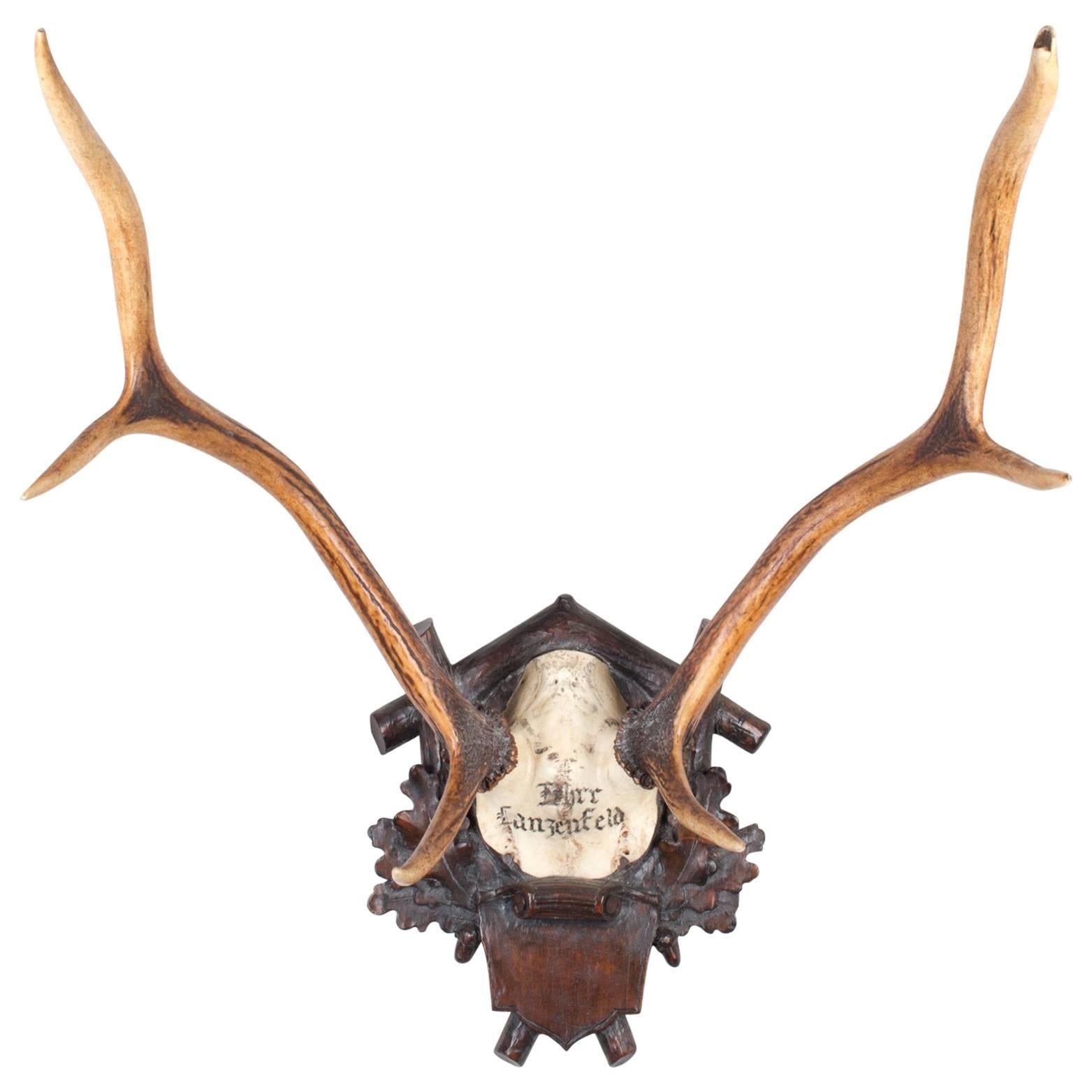 19th Century Austrian Red Stag Trophy from Eckartsau Castle, Austria  For Sale