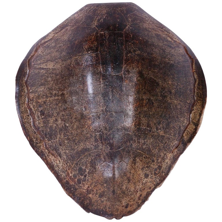 Antique Turtle Shell at 1stDibs