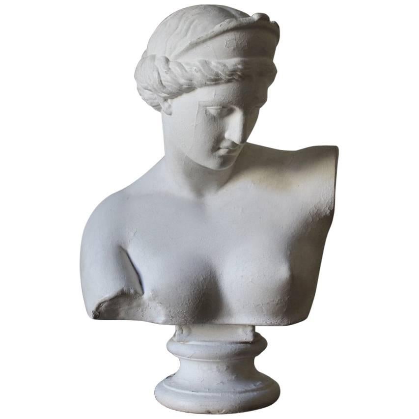 Large 19th Century Plaster Bust by D.Brucciani