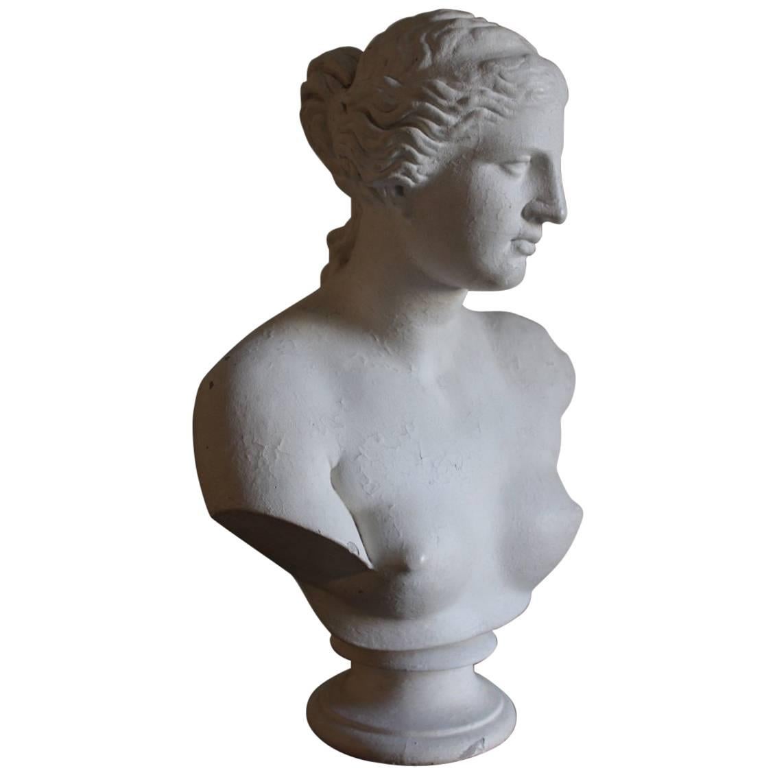 Large Classical Plaster Bust by D. Brucianni