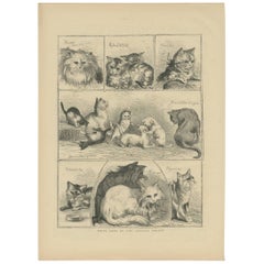 Antique Print of the Prize Cats at the Crystal Palace, 1871