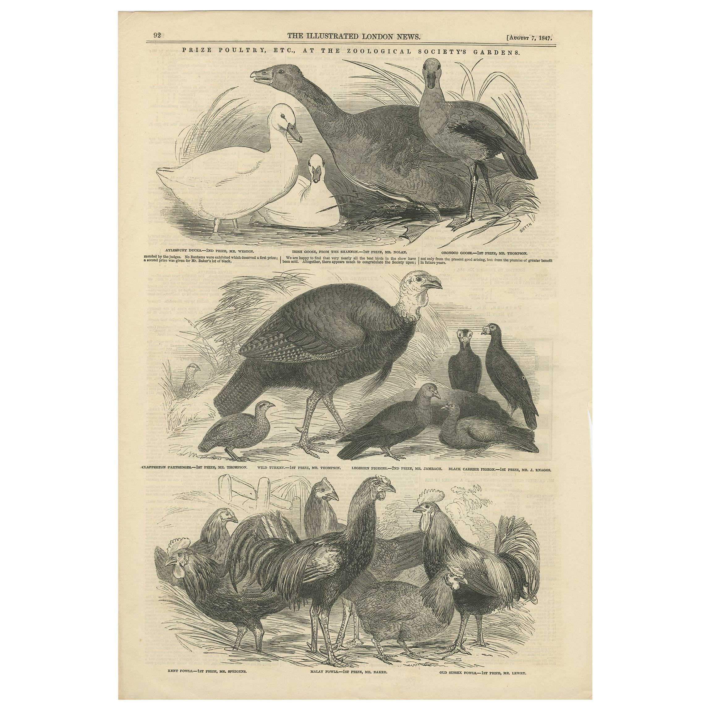 Grabado antiguo de Aves de corral premiadas en los jardines de la Sociedad Zoológica, 1847