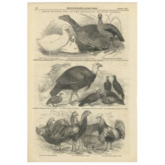Antique Print of Prize Poultry at the Zoological Society's Gardens, 1847