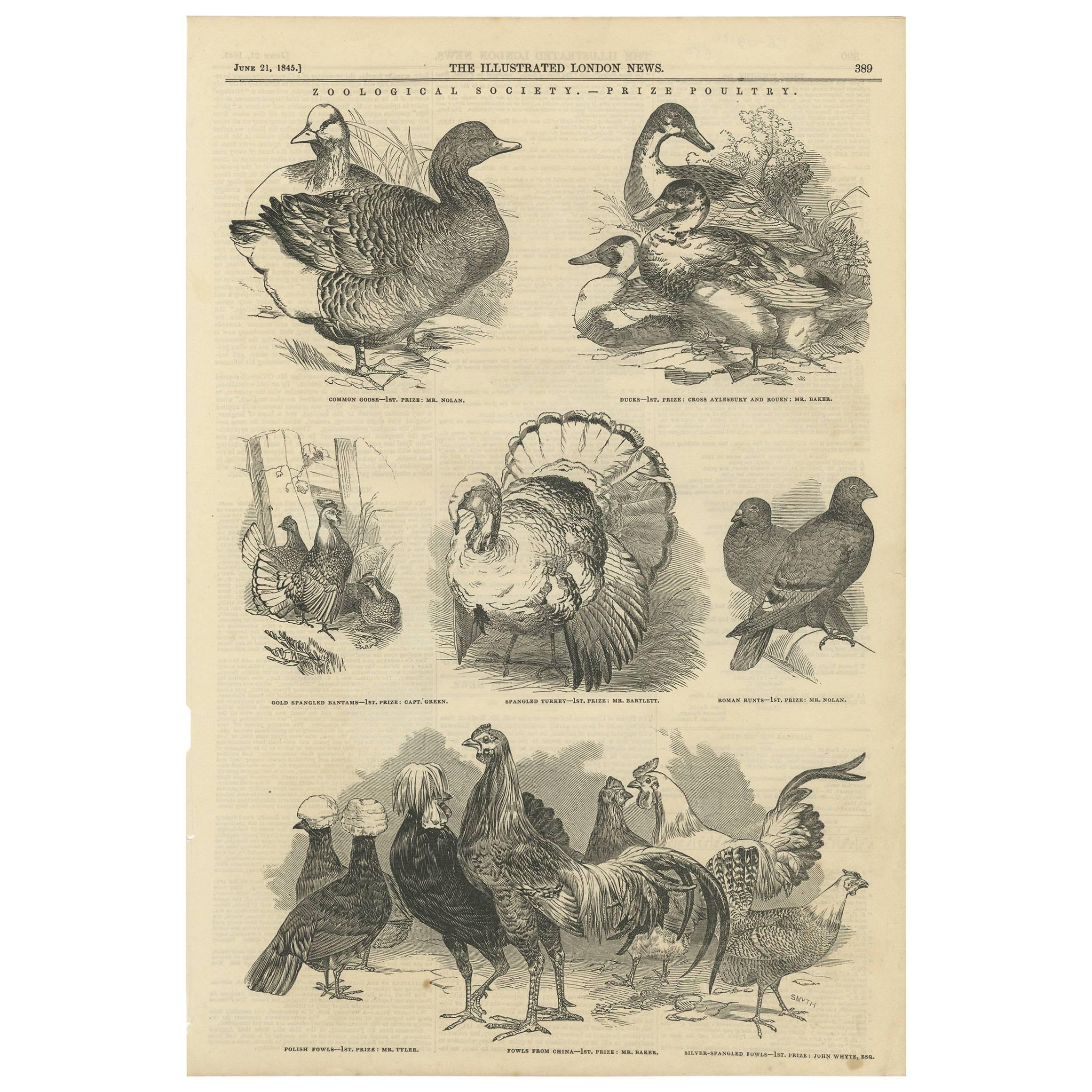 Antique Print of Prize Poultry at the Zoological Society, 1845