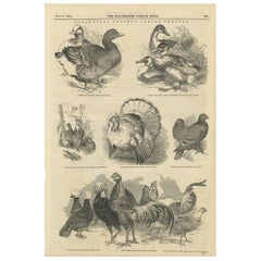 Antique Print of Prize Poultry at the Zoological Society, 1845