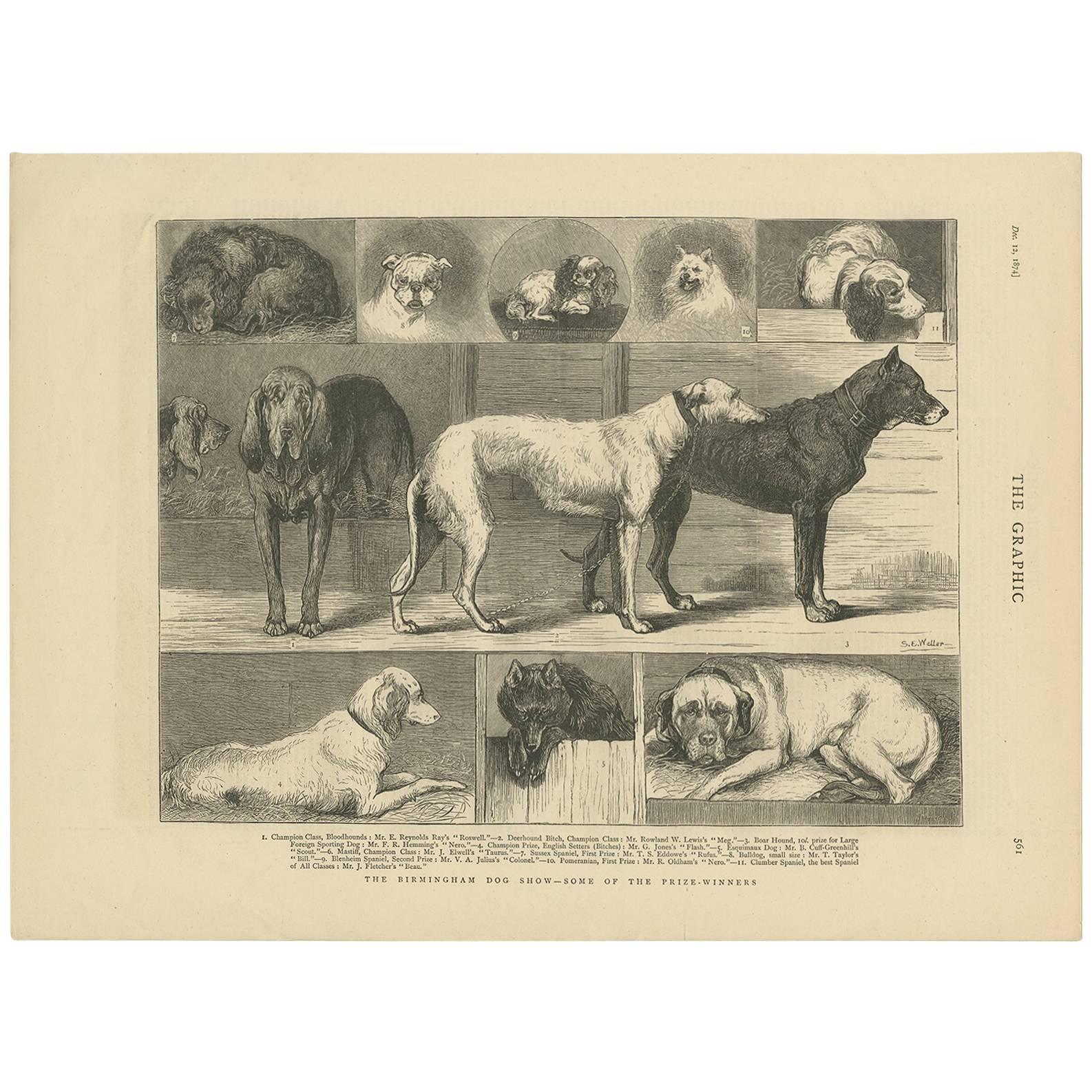 Antique Print of the Birmingham Dog Show by The Graphic, 1874