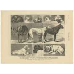 Antique Print of the Birmingham Dog Show by The Graphic, 1874