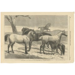 Antique Print of Prize Horses at the Horse Show in the Agricultural Hall, 1866