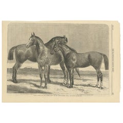 Antique Print of Prize Horses at the Horse Show in Islington, 1866