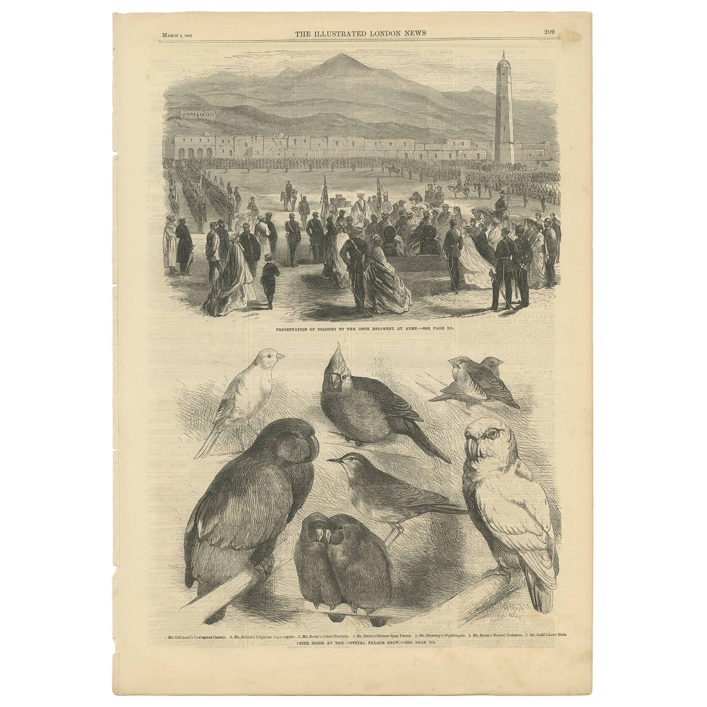 Antiker Druck von Preisvogeln auf der Kristallpalastausstellung, 1866