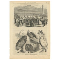 Antiker Druck von Preisvogeln auf der Kristallpalastausstellung, 1866