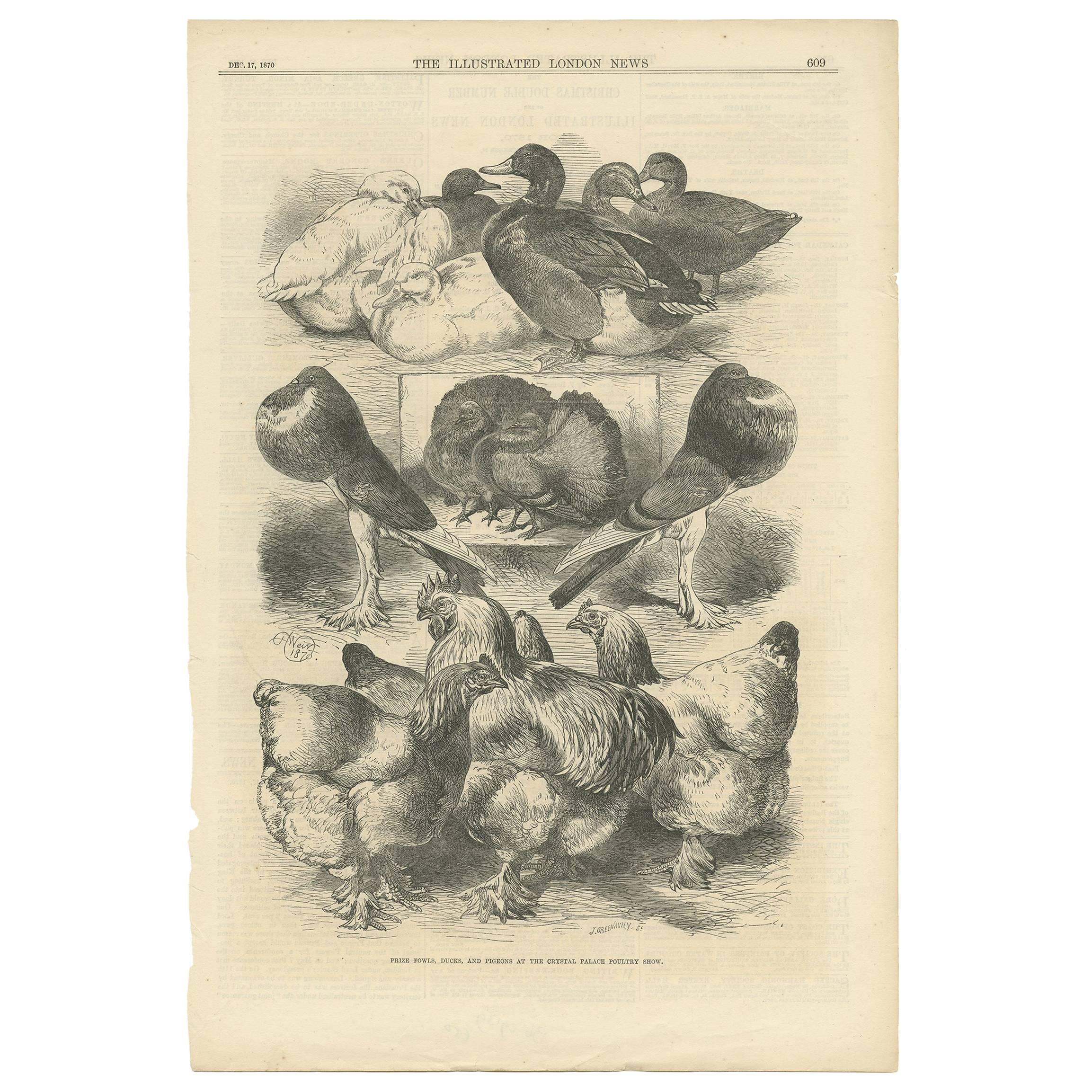 Antique Print of Prize Fowls, Ducks & Pigeons at the Crystal Palace Poultry Show For Sale