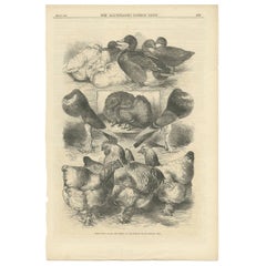 Antique Print of Prize Fowls, Ducks & Pigeons at the Crystal Palace Poultry Show