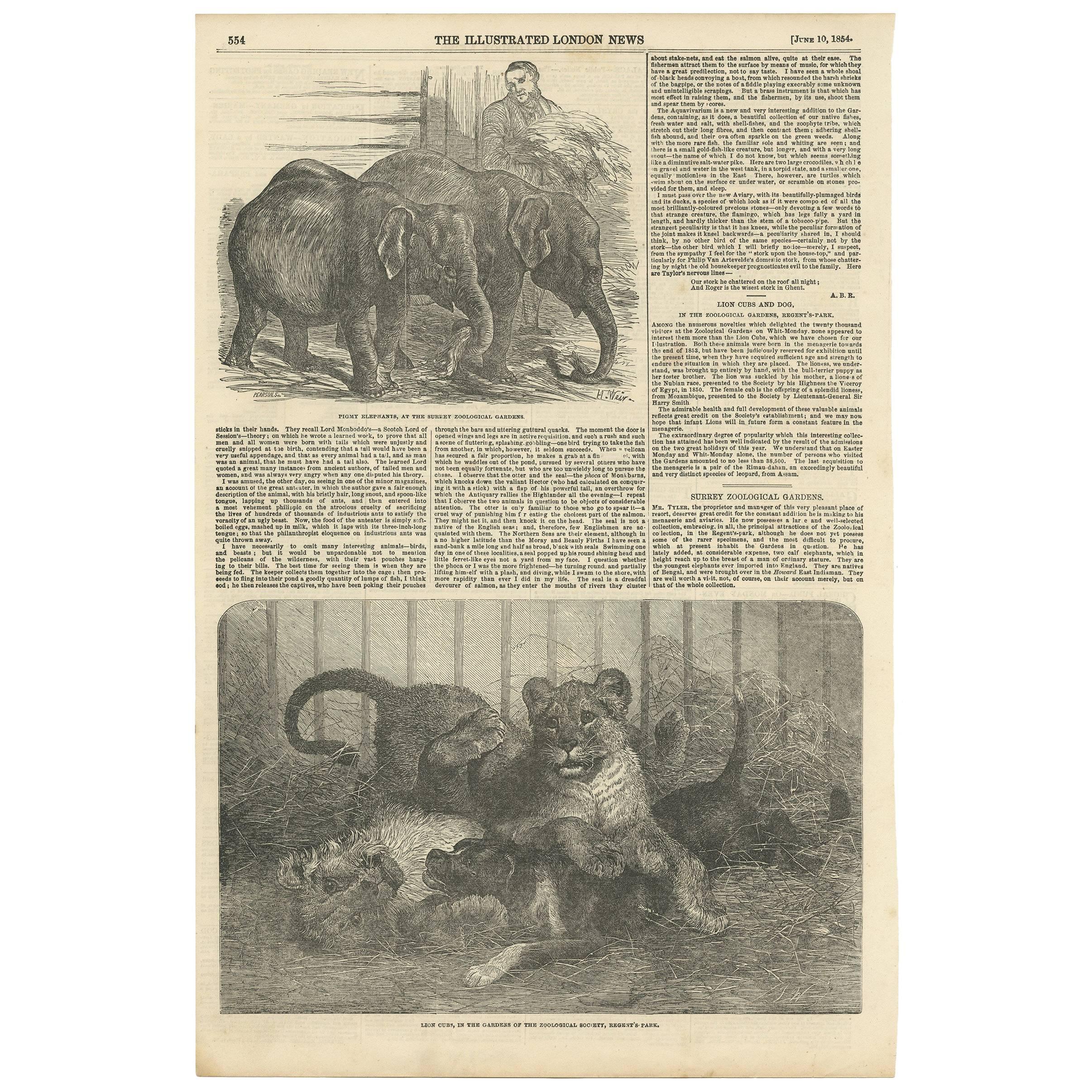 Antique Print of Pigmy Elephants and Lion Cubs, 1854