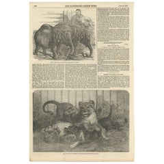 Antique Print of Pigmy Elephants and Lion Cubs, 1854