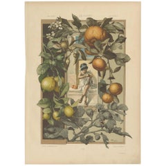 Impression botanique ancienne d'une plante citron et orange par A. Seder, 1890