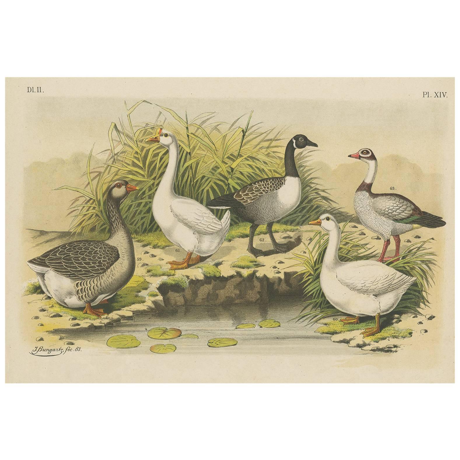 Antique Bird Print of Various Geese by A. Nuyens, 1882 For Sale