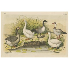 Grabado antiguo de varios gansos por A. Nuyens, 1882