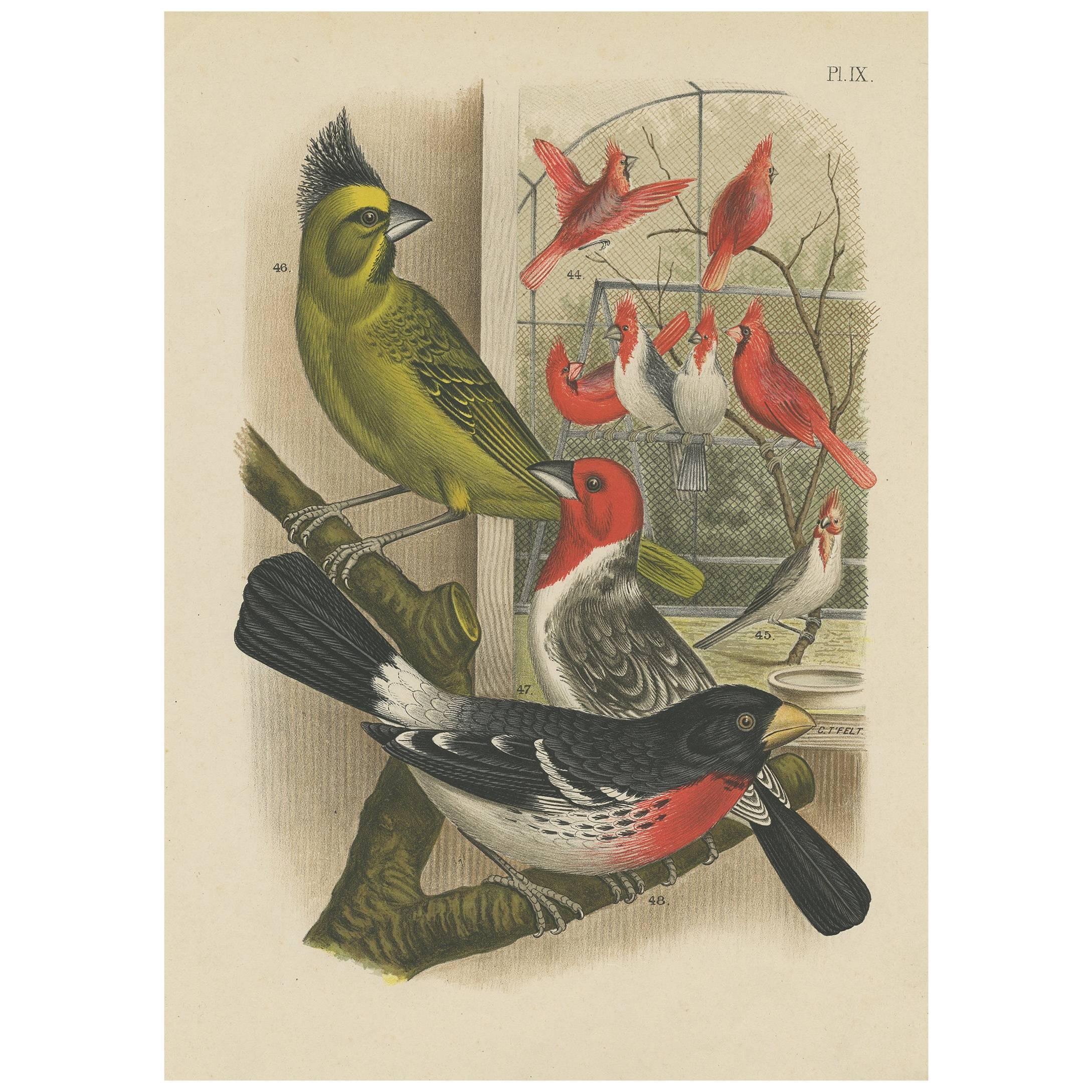 Impression ancienne de différents Grosbeak et Cardinals par A. Nuyens, 1886