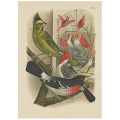 Stampa antica di vari beccaccini e cardinali di A. Nuyens, 1886