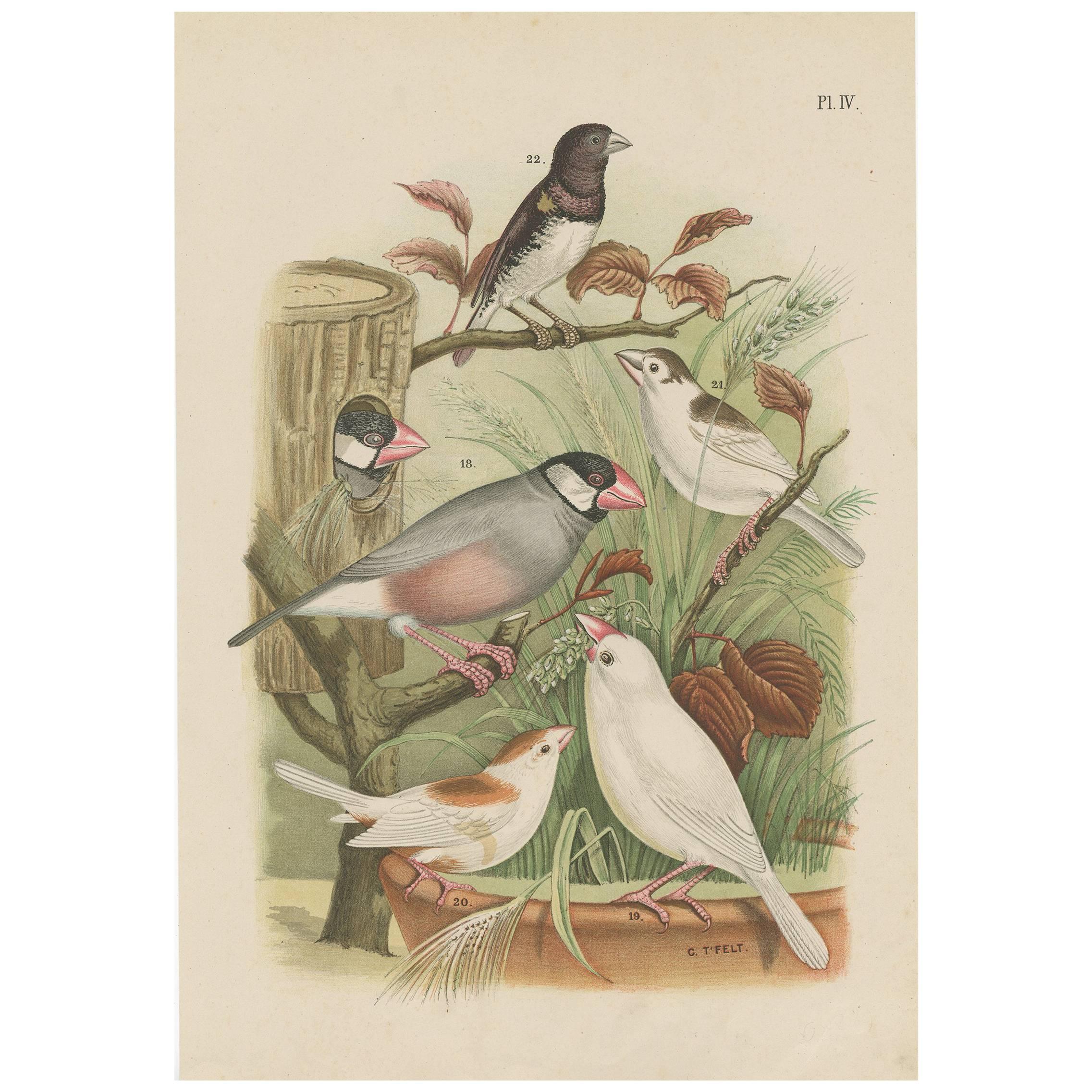 Antique Bird Print of Finches and Grosbeak by A. Nuyens "1882" For Sale