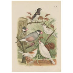 Antique Bird Print of Finches and Grosbeak by A. Nuyens "1882"