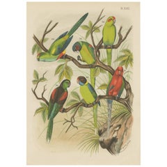 Antique Bird Print of Various Parrakeet by A. Nuyens, 1886