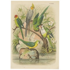 Antique Bird Print of the Golden Crowned Parrakeet and Other Birds by A. Nuyens
