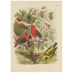 Antique Bird Print of Quelea and Weaver Birds by A. Nuyens, 1886