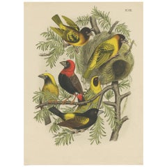 Antique Bird Print of Weaver Birds and Grosbeak by A. Nuyens, 1886