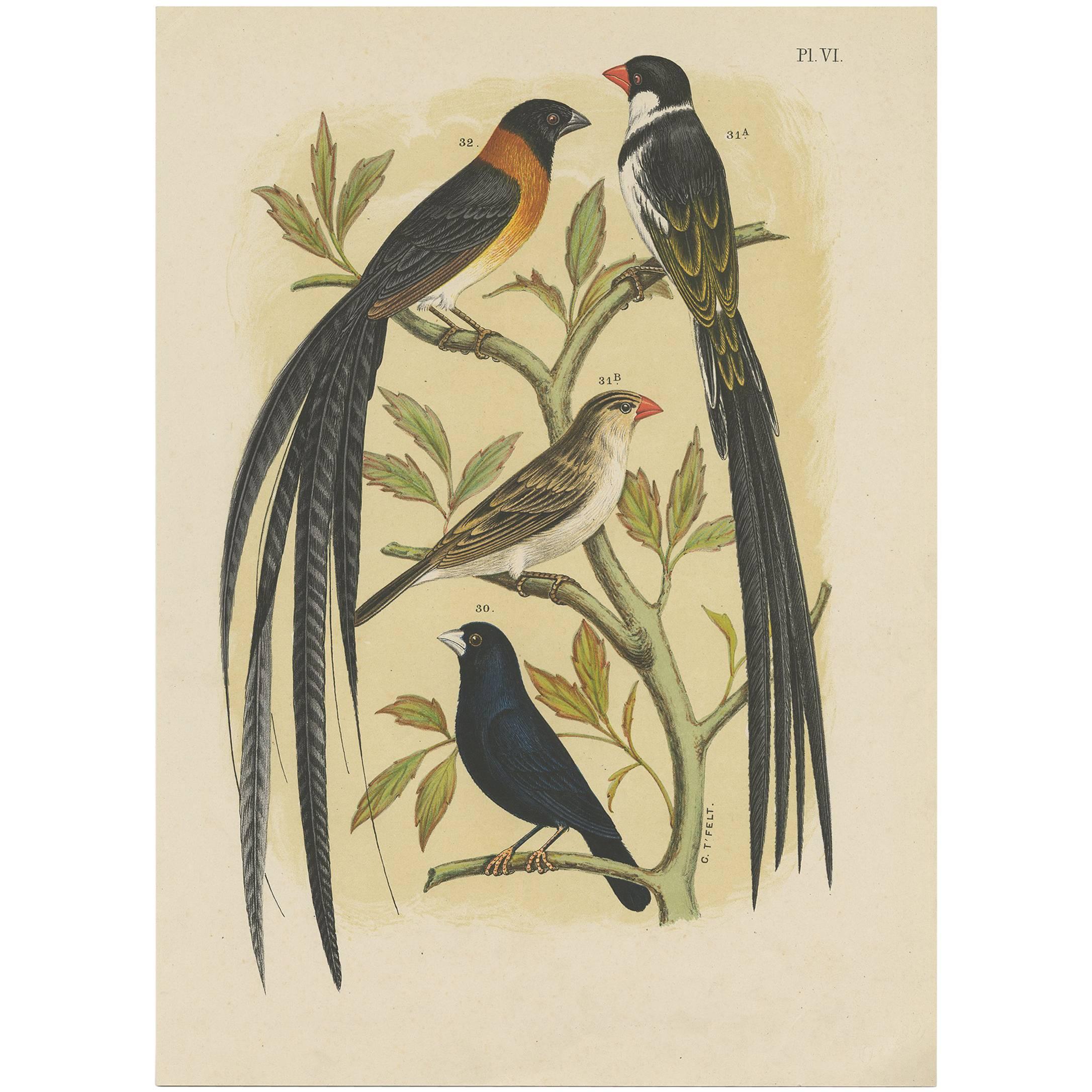 Stampa antica di uccelli del merlo acquaiolo e altri di A. Nuyens, 1886