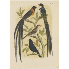 Used Bird Print of the Whydahbird and Others by A. Nuyens, 1886