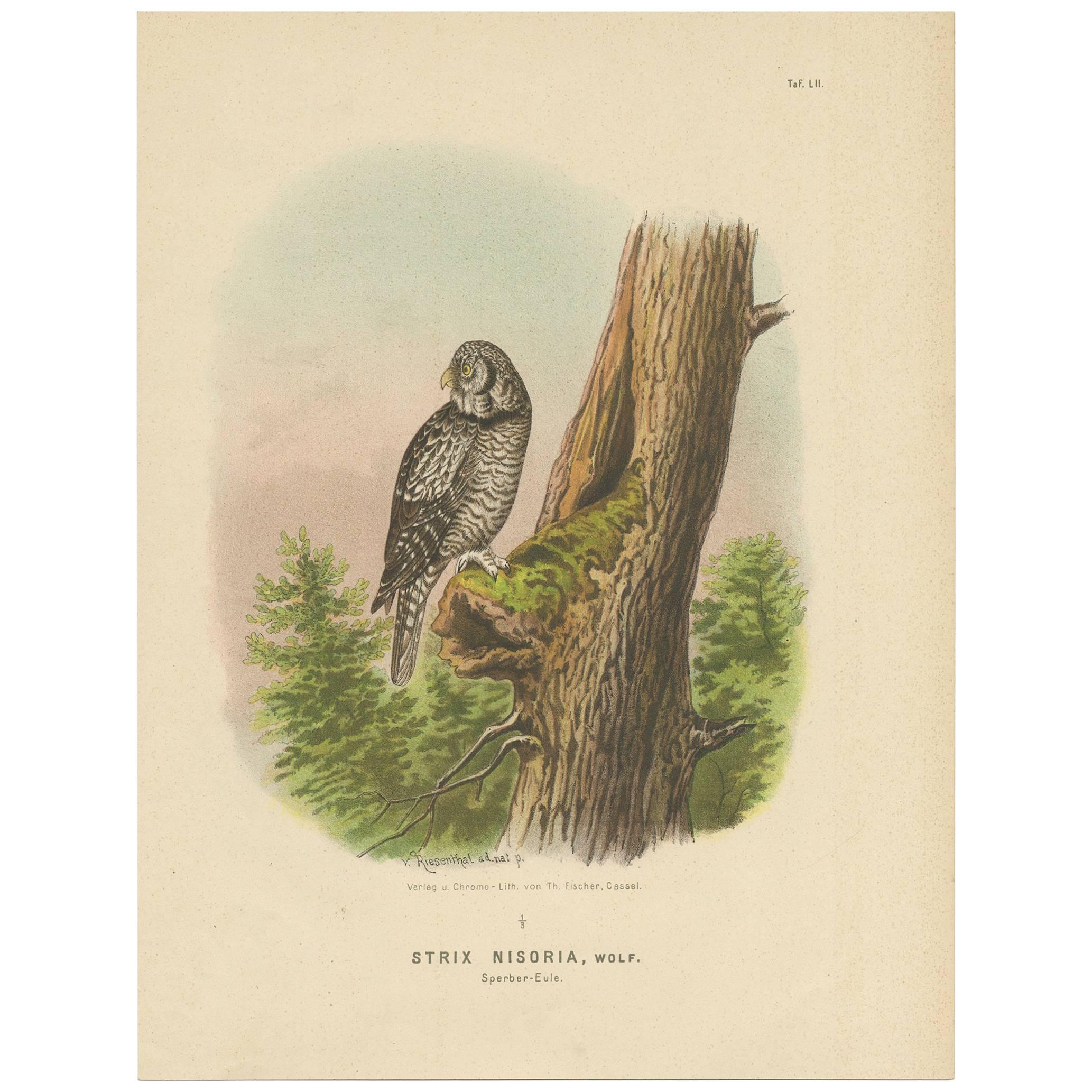 Raptor Chronicles: Antique Ornithological Print of the Northern Hawk-Owl, 1894 For Sale