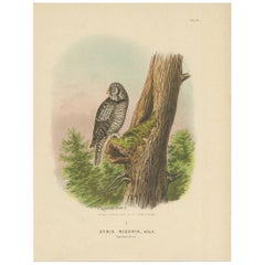Raptor Chronicles: Used Ornithological Print of the Northern Hawk-Owl, 1894