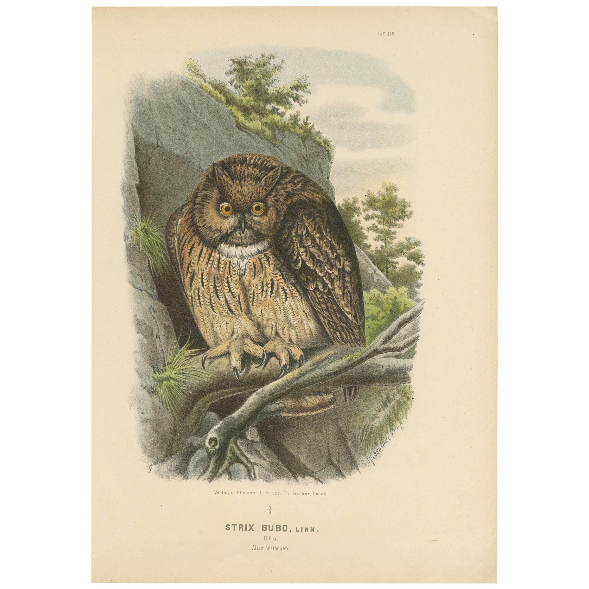 Grabado antiguo de un búho real euroasiático por O. von Riesenthal, 1894