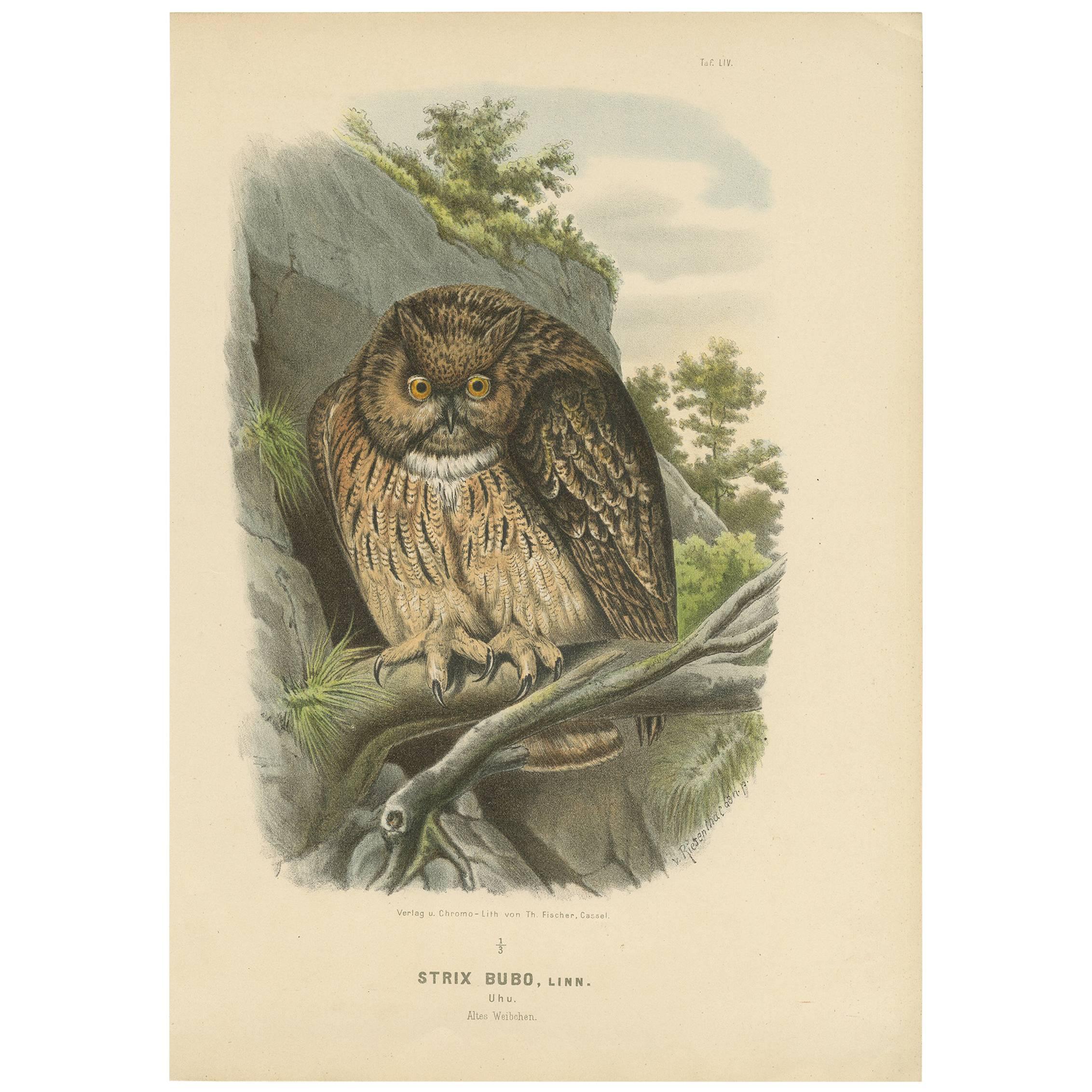 Impression oiseau ancienne du hibou Eurasien en forme d'aigle par O. von Riesenthal, 1894