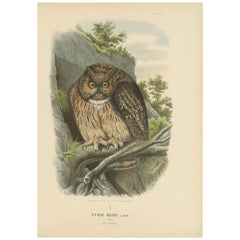 Vintage Bird Print of the Eurasian Eagle-Owl by O. von Riesenthal, 1894