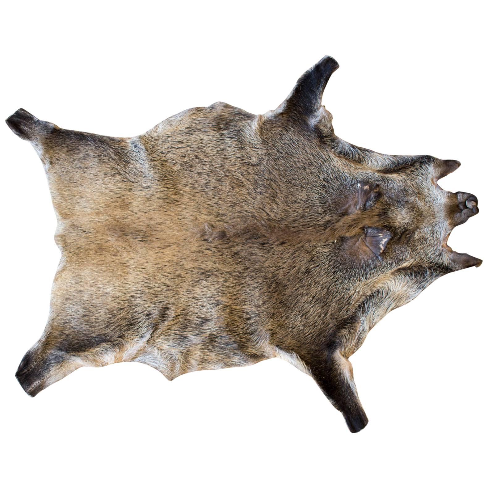 Vintage European Wild Boar Skin Found in France