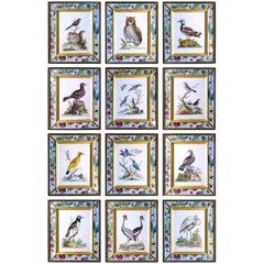 George Edwards Set of Twelve Bird Engravings, circa 1740